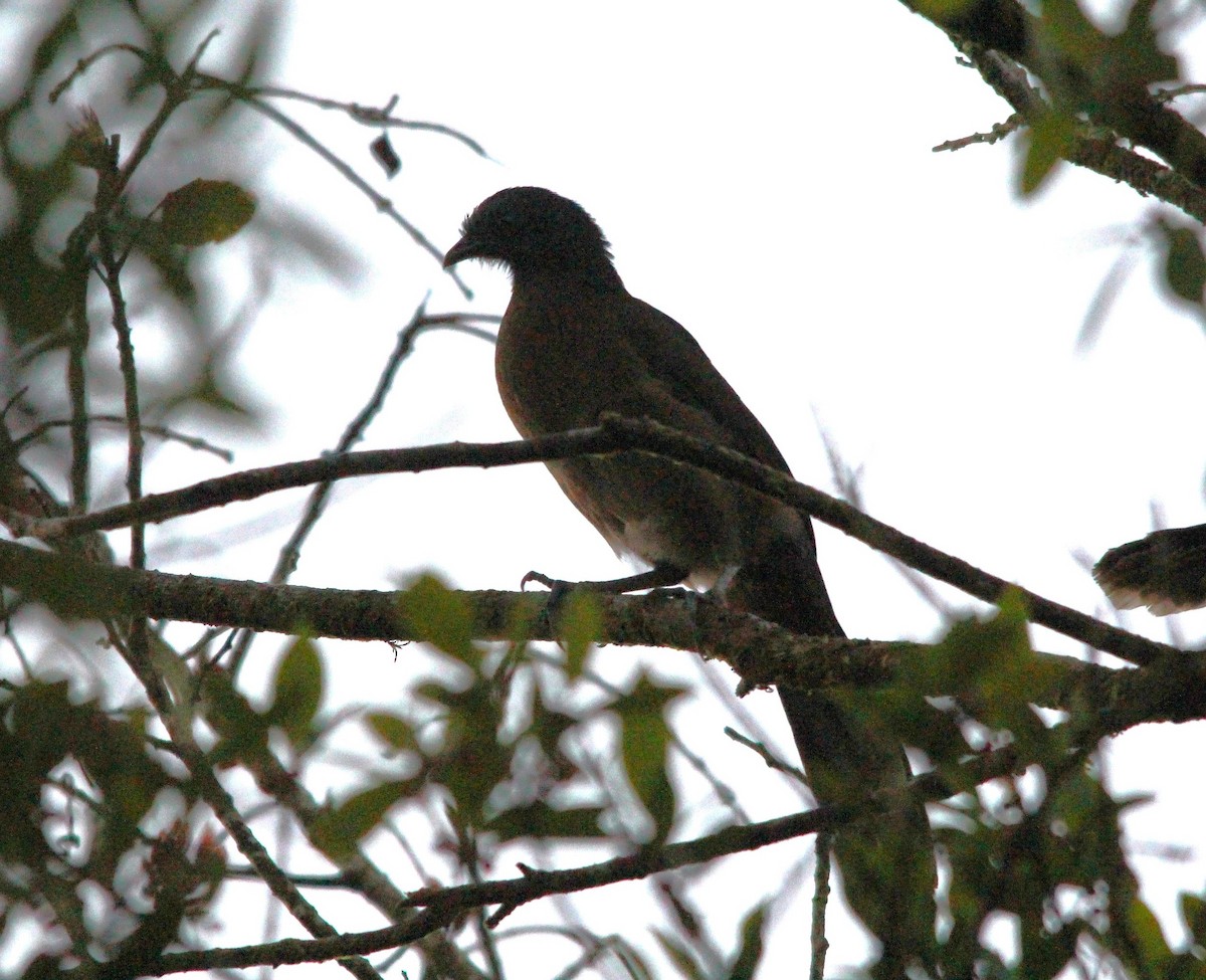 gråhodehokko - ML644314759