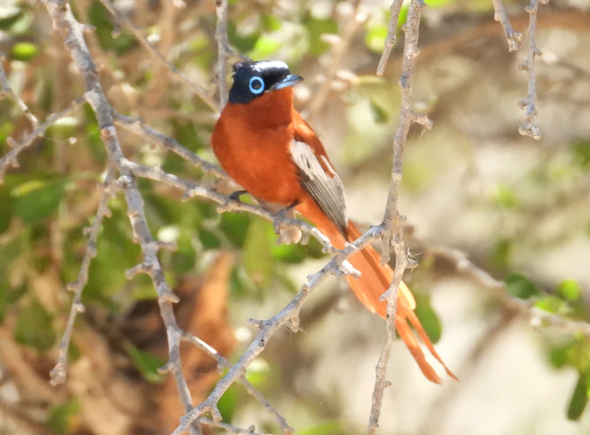 Tchitrec malgache - ML644314771