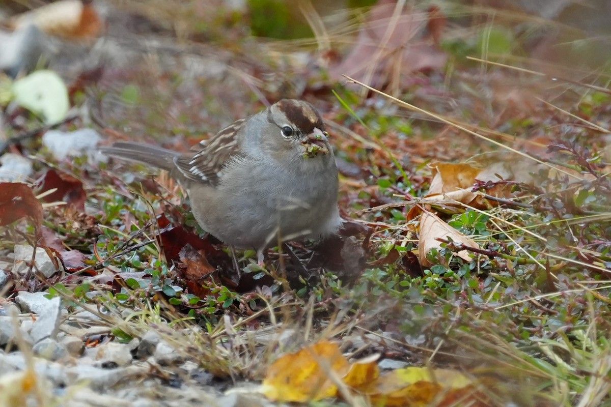 גיבתונית לבנת-כיפה - ML644314778