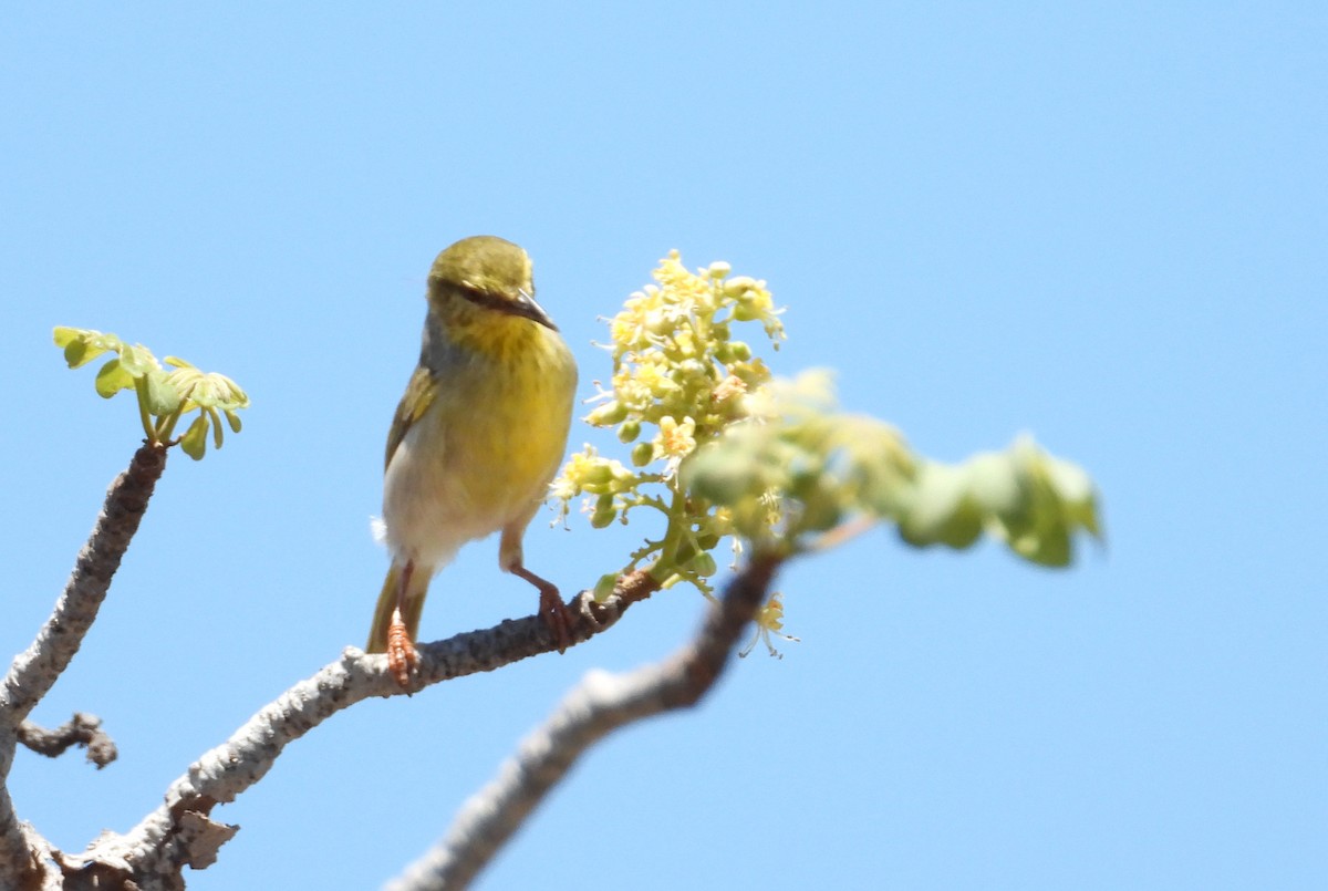 Ереса смугастогорла - ML644314779