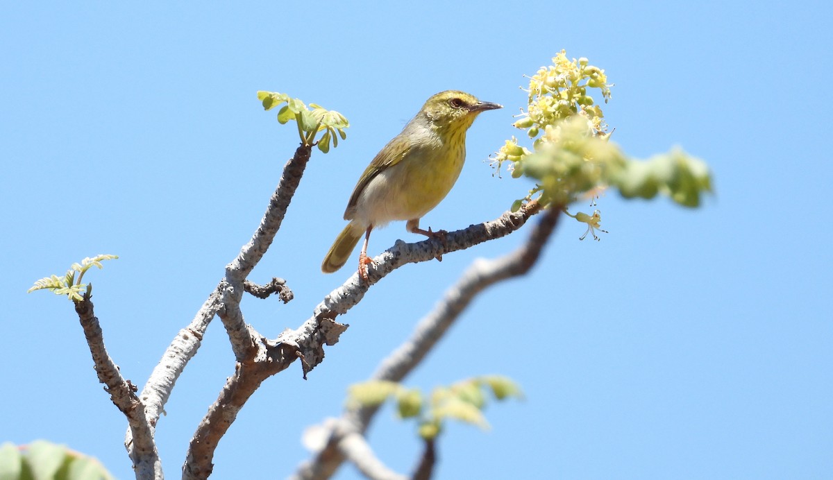 Ереса смугастогорла - ML644314780
