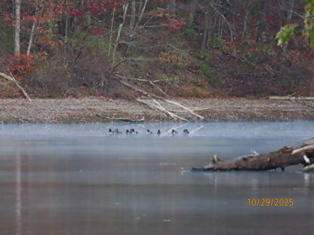 Moretta dal collare - ML644314800