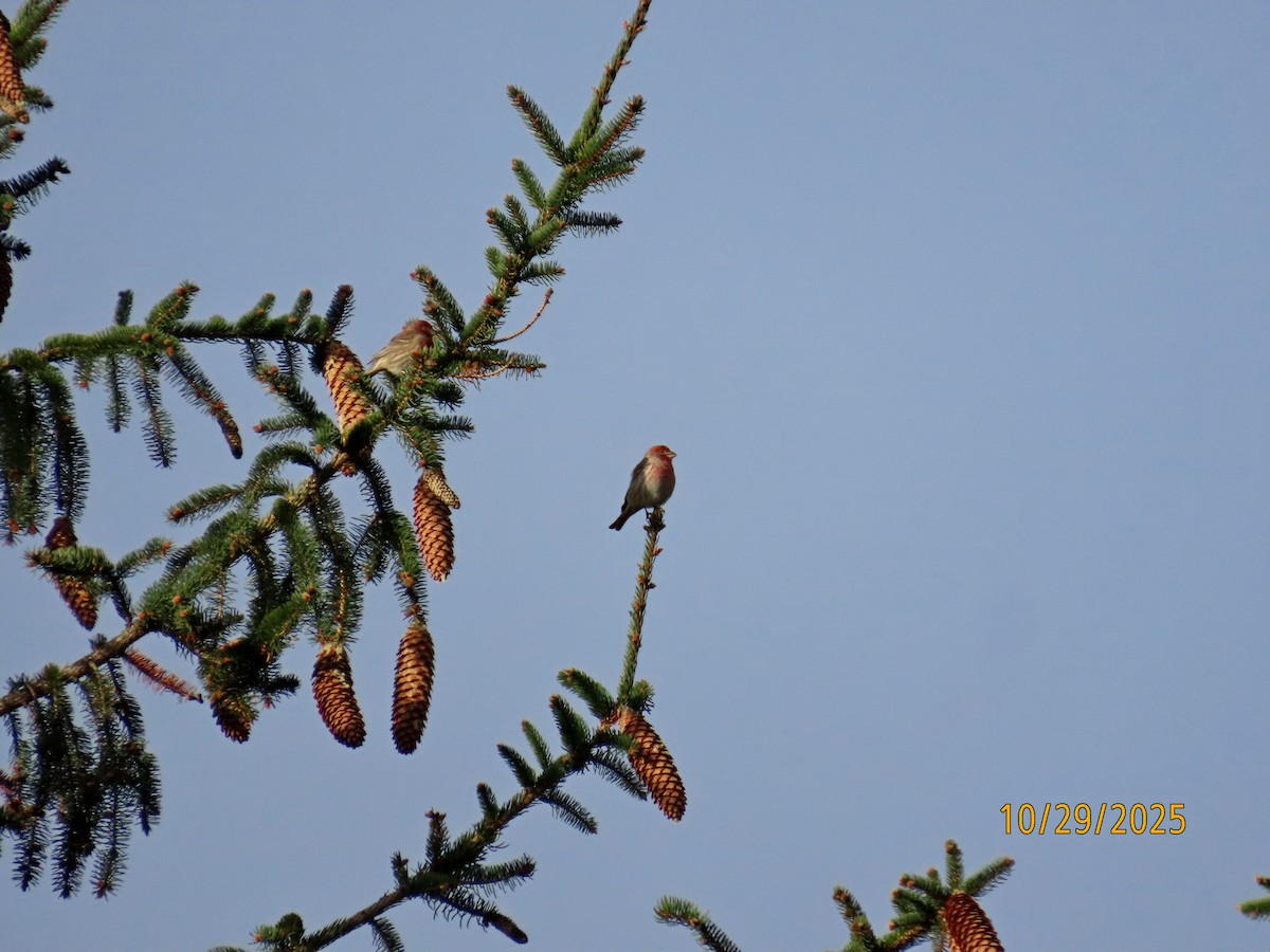 hýl rudoprsý - ML644314828