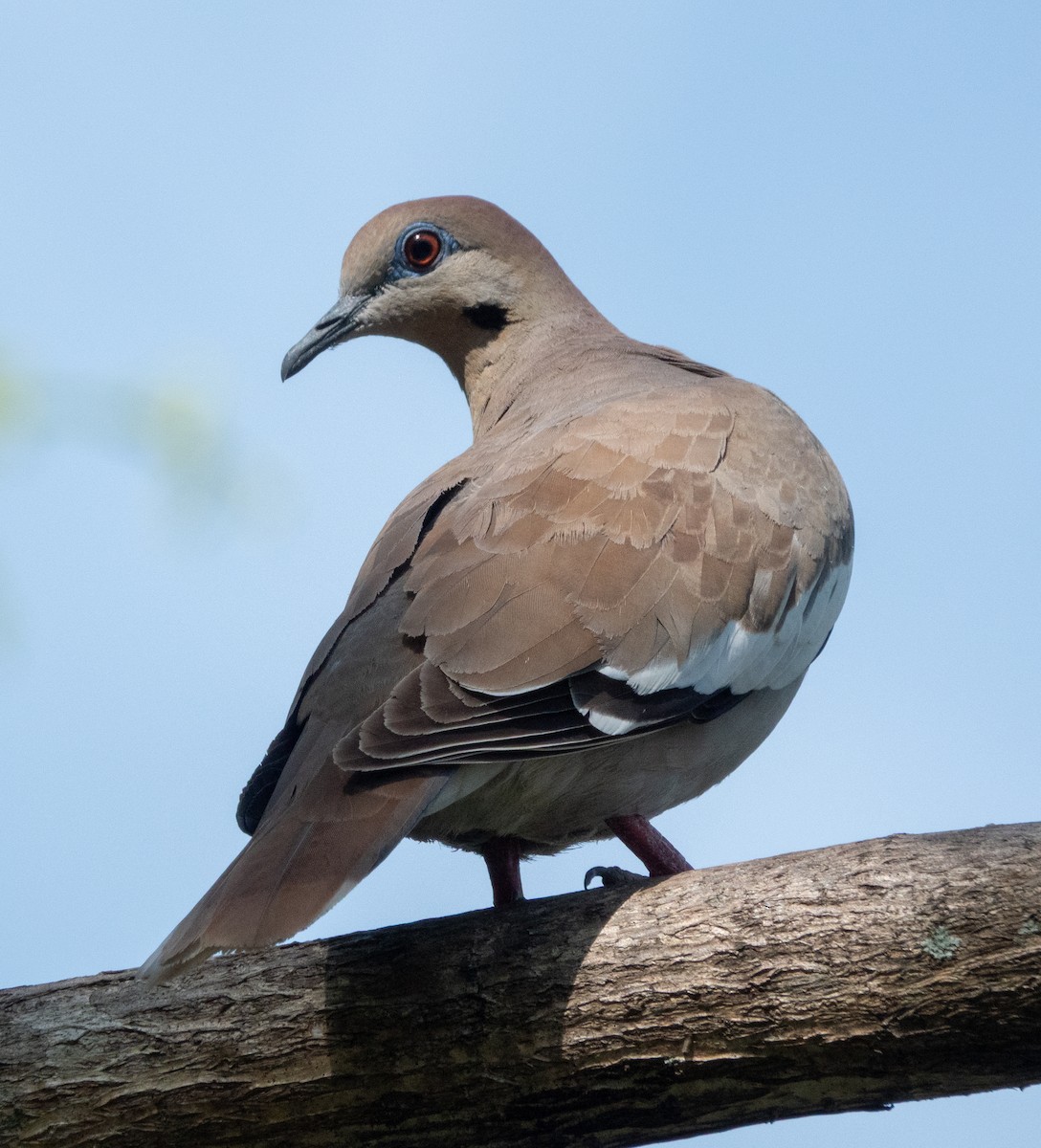 White-winged Dove - ML644314829