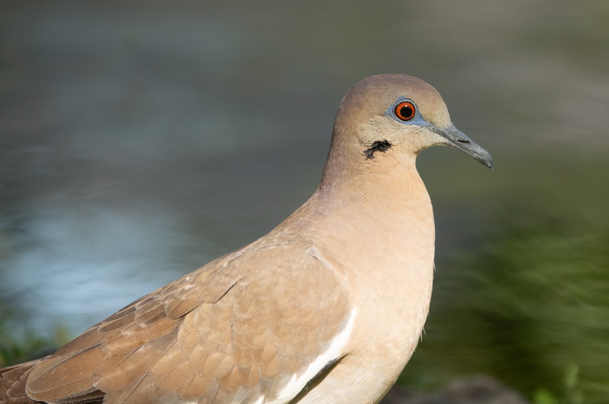 White-winged Dove - ML644314841