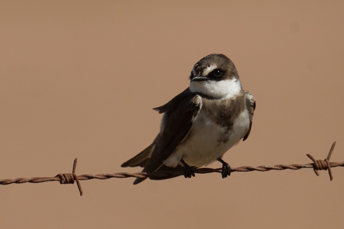 Banded Martin - ML644314842