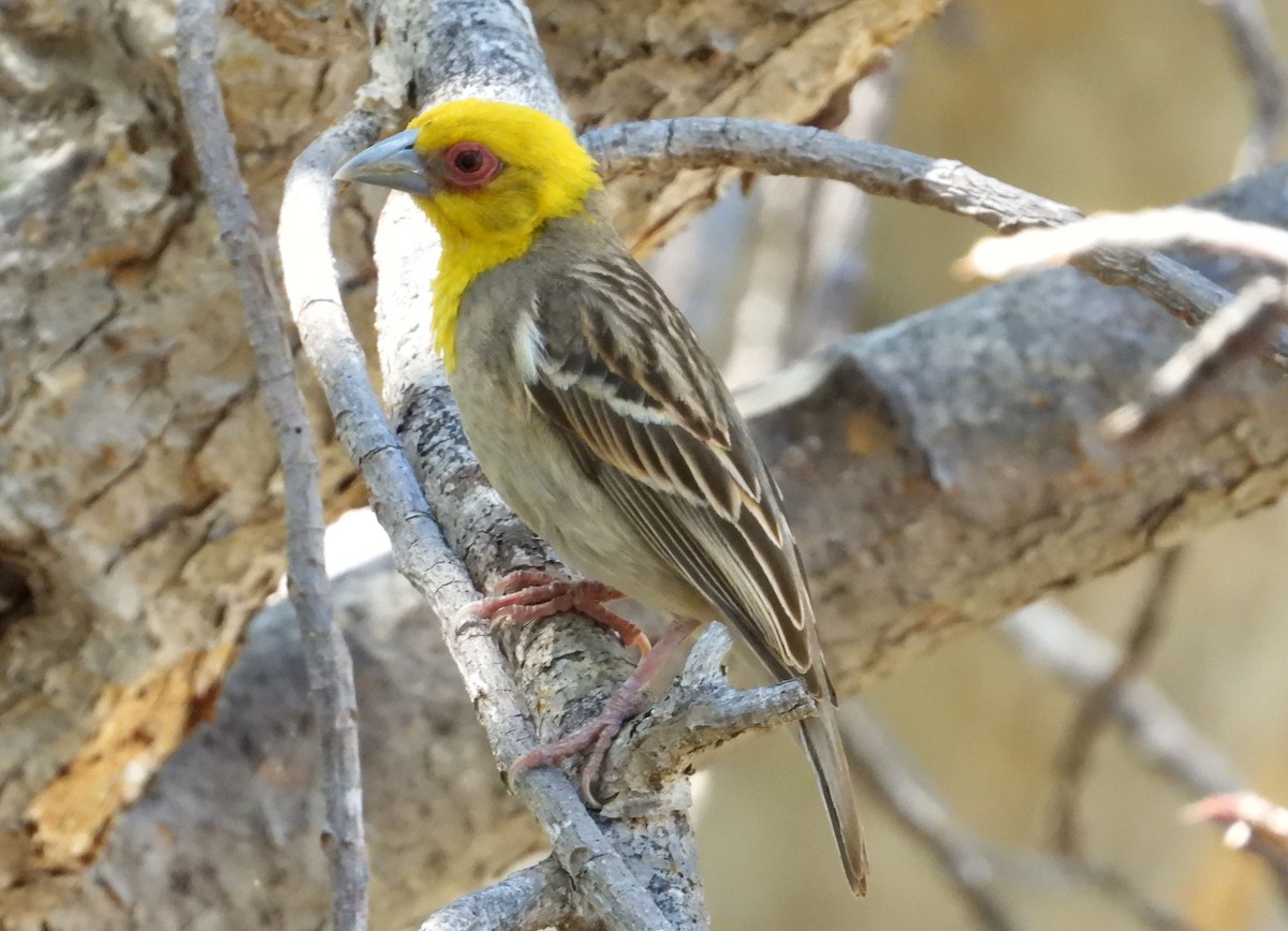 Sakalava Weaver - ML644314847