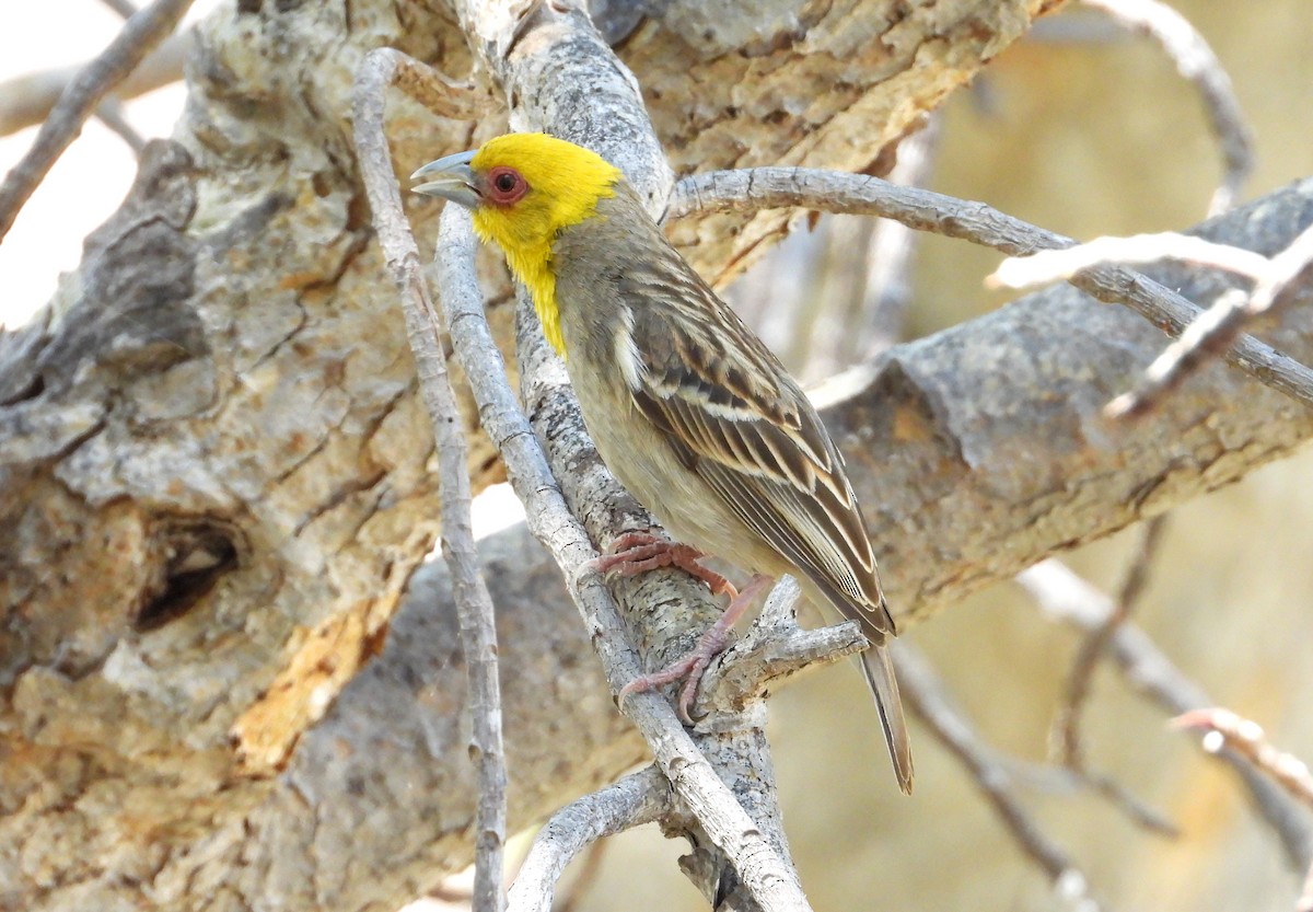 Sakalava Weaver - ML644314848