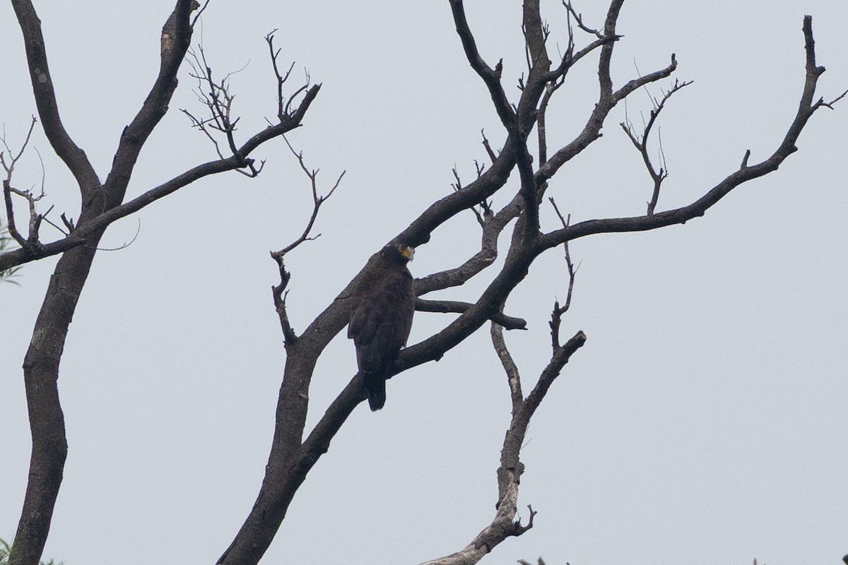 Crested Serpent-Eagle (Crested) - ML644314864