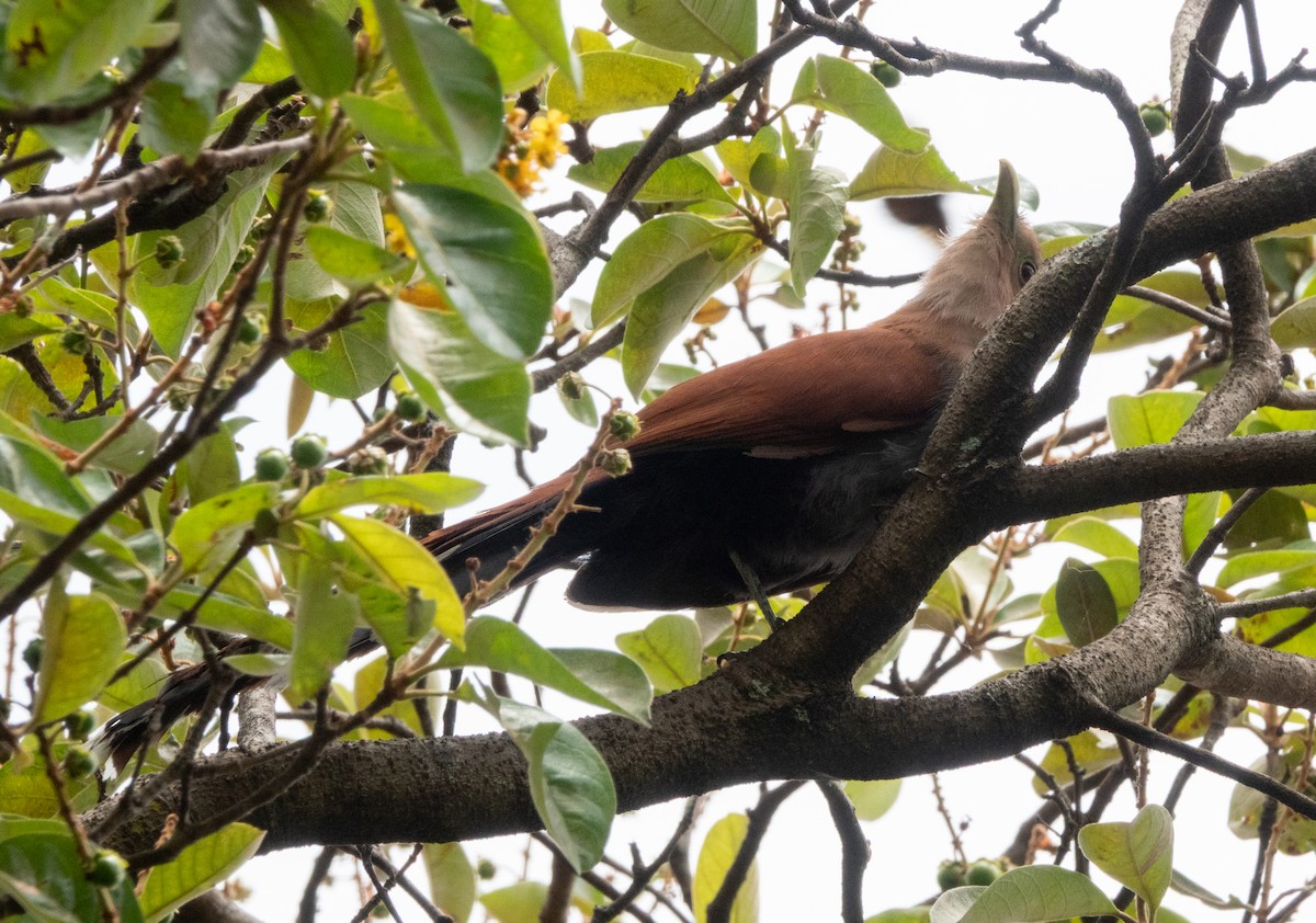 Common Squirrel-Cuckoo - ML644314866
