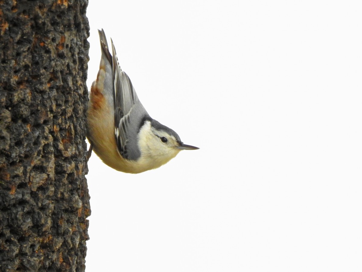 White-breasted Nuthatch - ML644314873