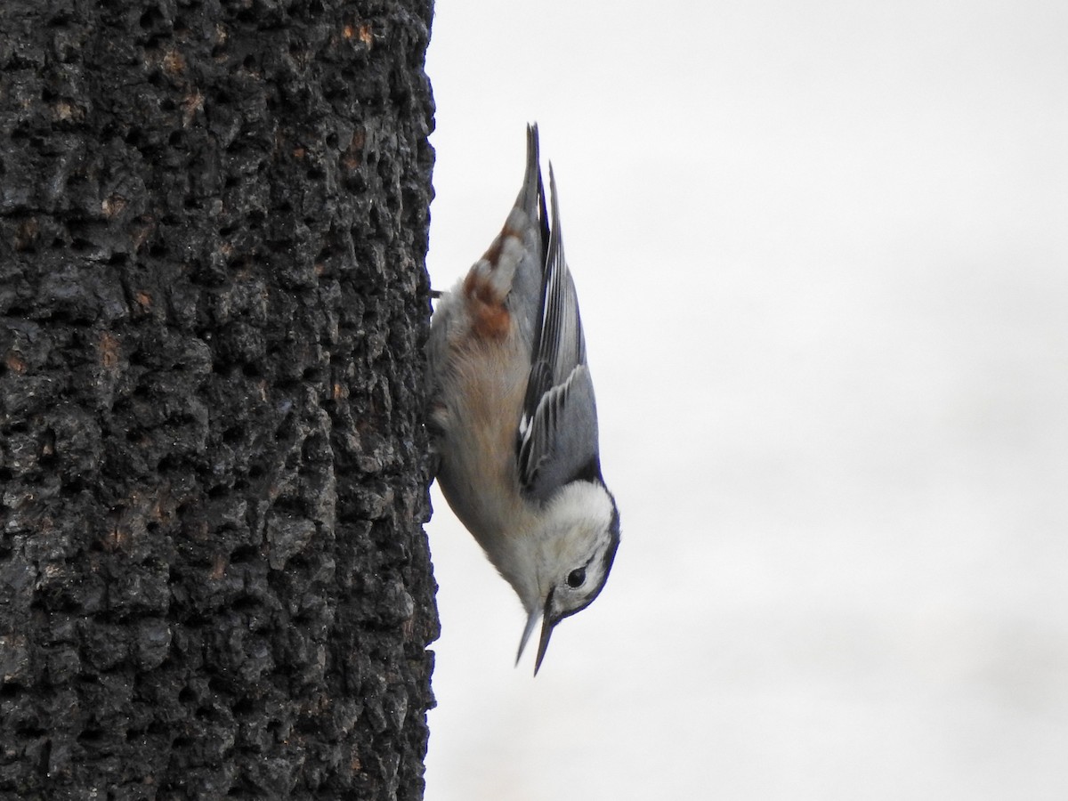White-breasted Nuthatch - ML644314874