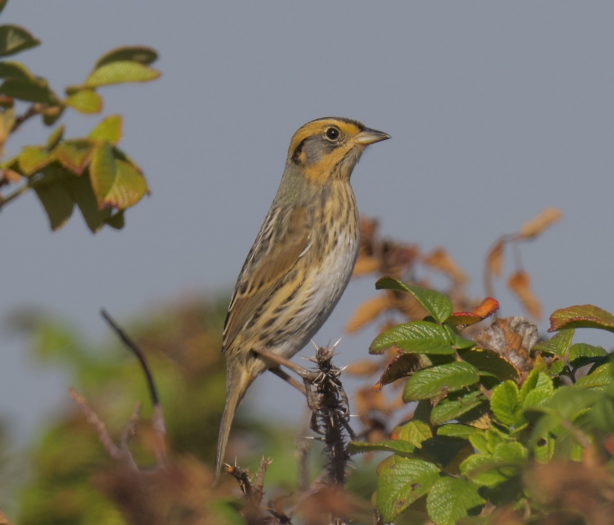 Bruant à queue aiguë - ML644314877