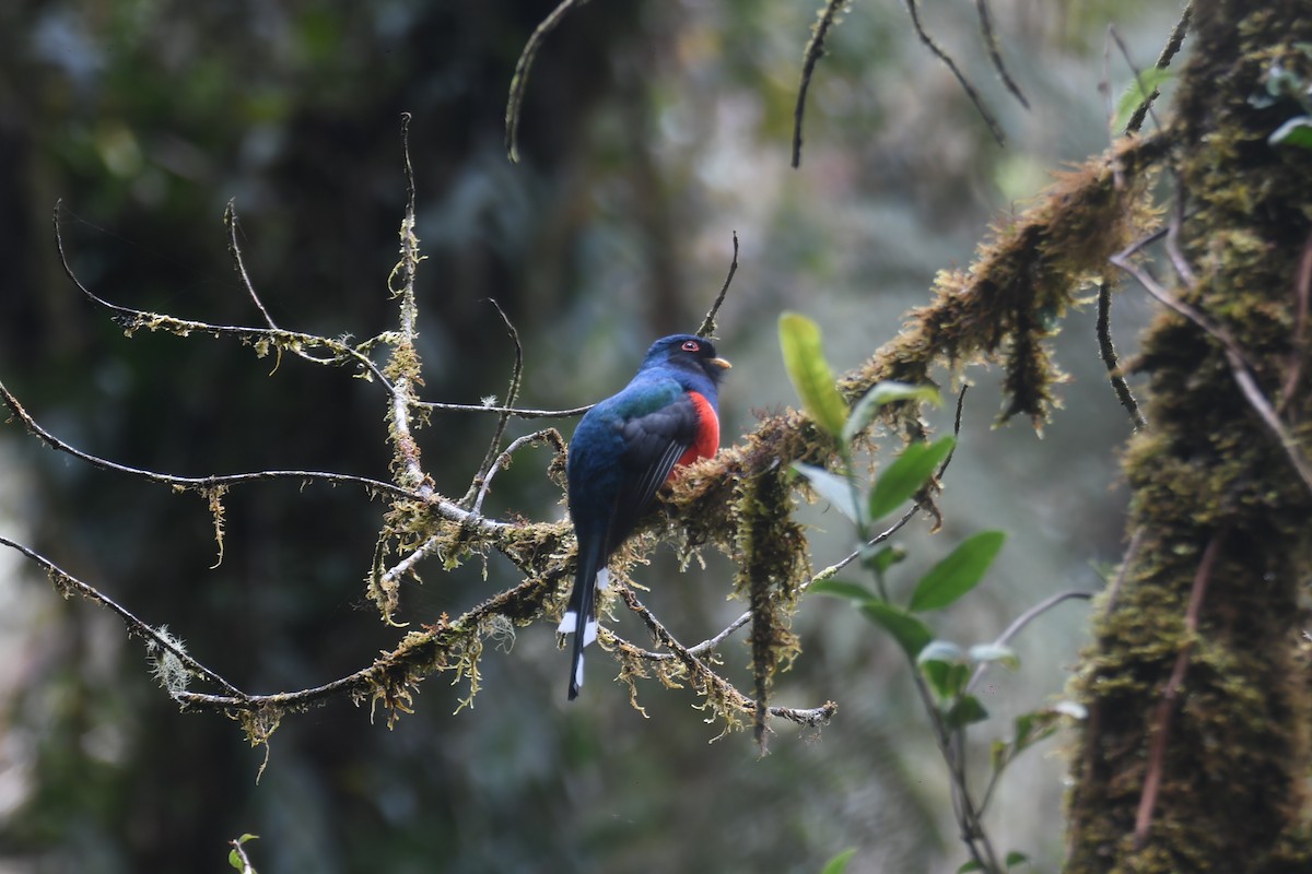 Trogon masqué - ML644314879