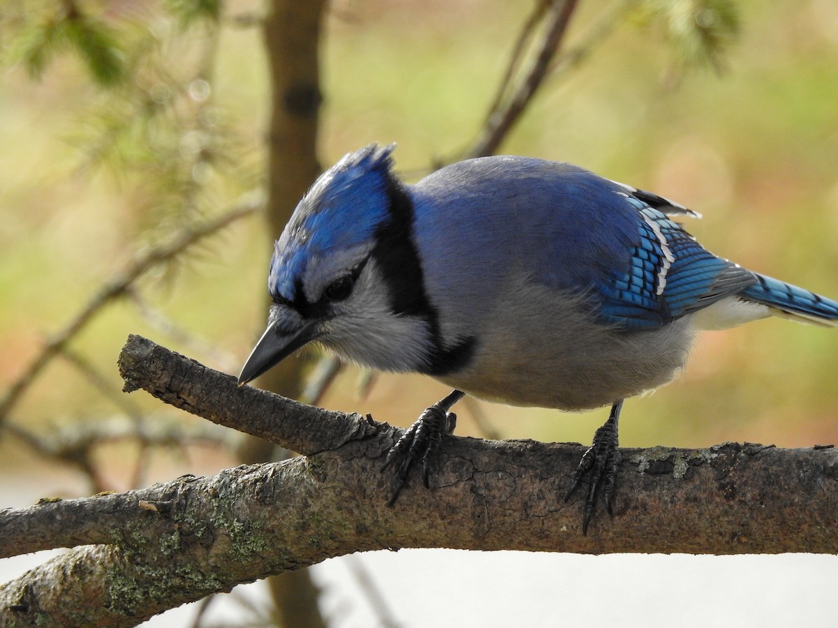 Blue Jay - ML644314885