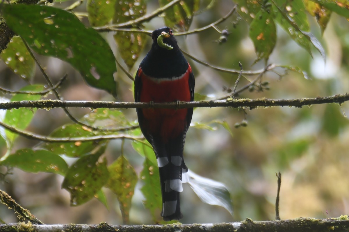 Trogon masqué - ML644314886