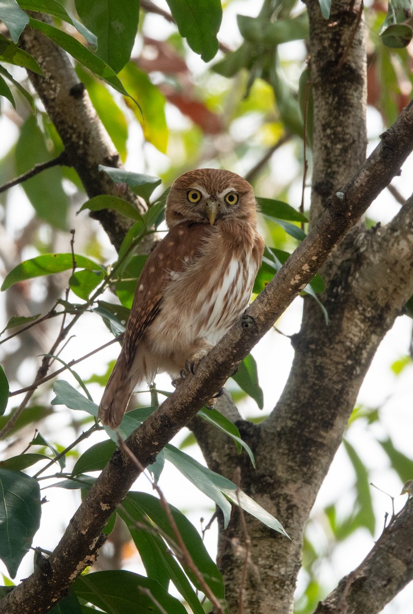 Ferruginous Pygmy-Owl - ML644314887