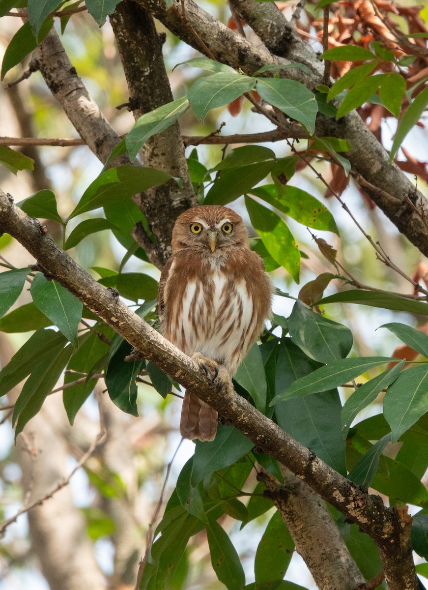 Ferruginous Pygmy-Owl - ML644314888