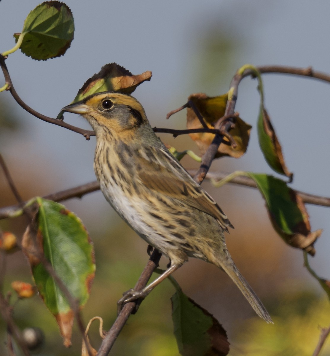 Bruant à queue aiguë - ML644314892