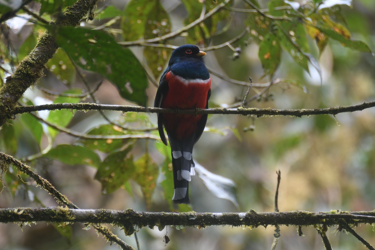 Trogon masqué - ML644314894