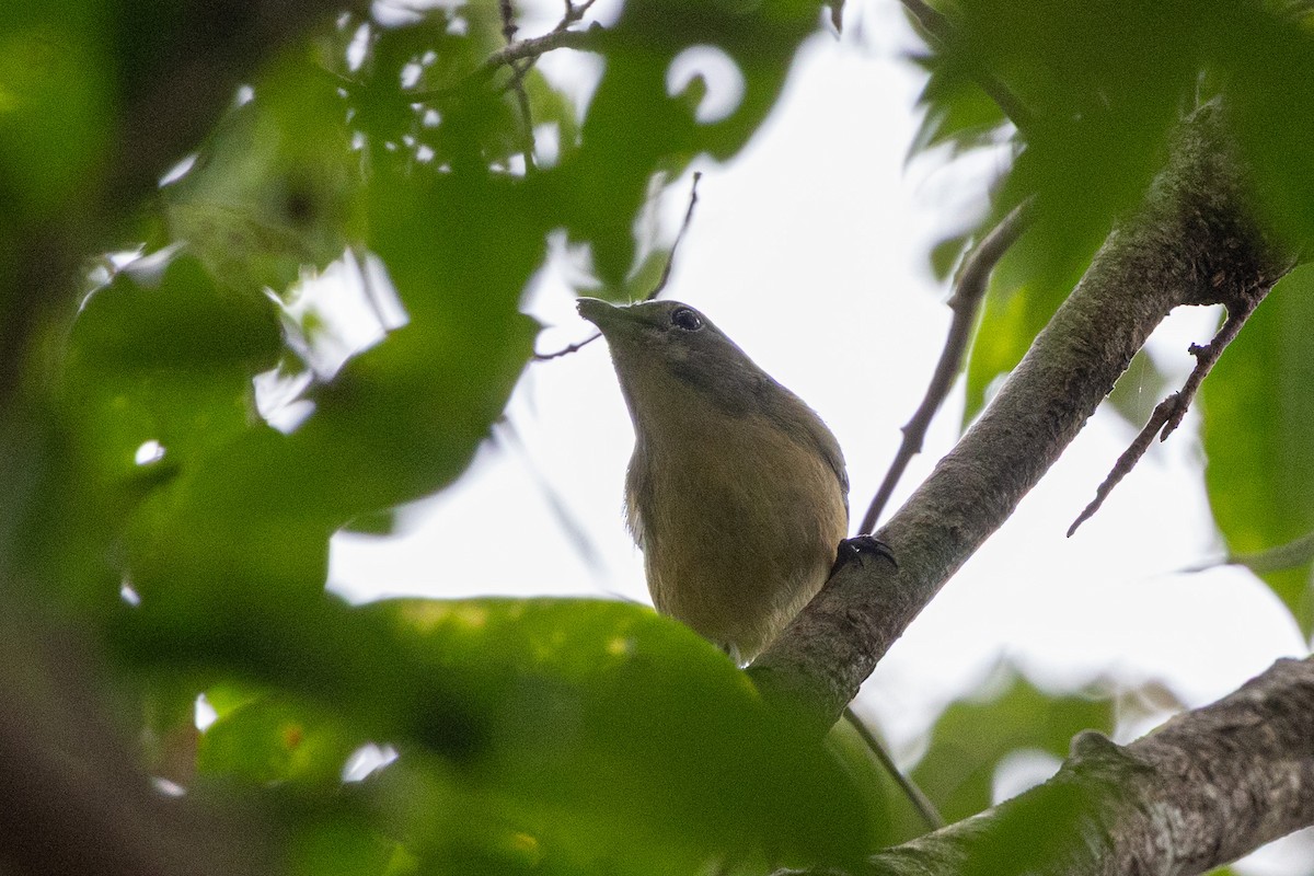 Fire-breasted Flowerpecker (Fire-breasted) - ML644314898