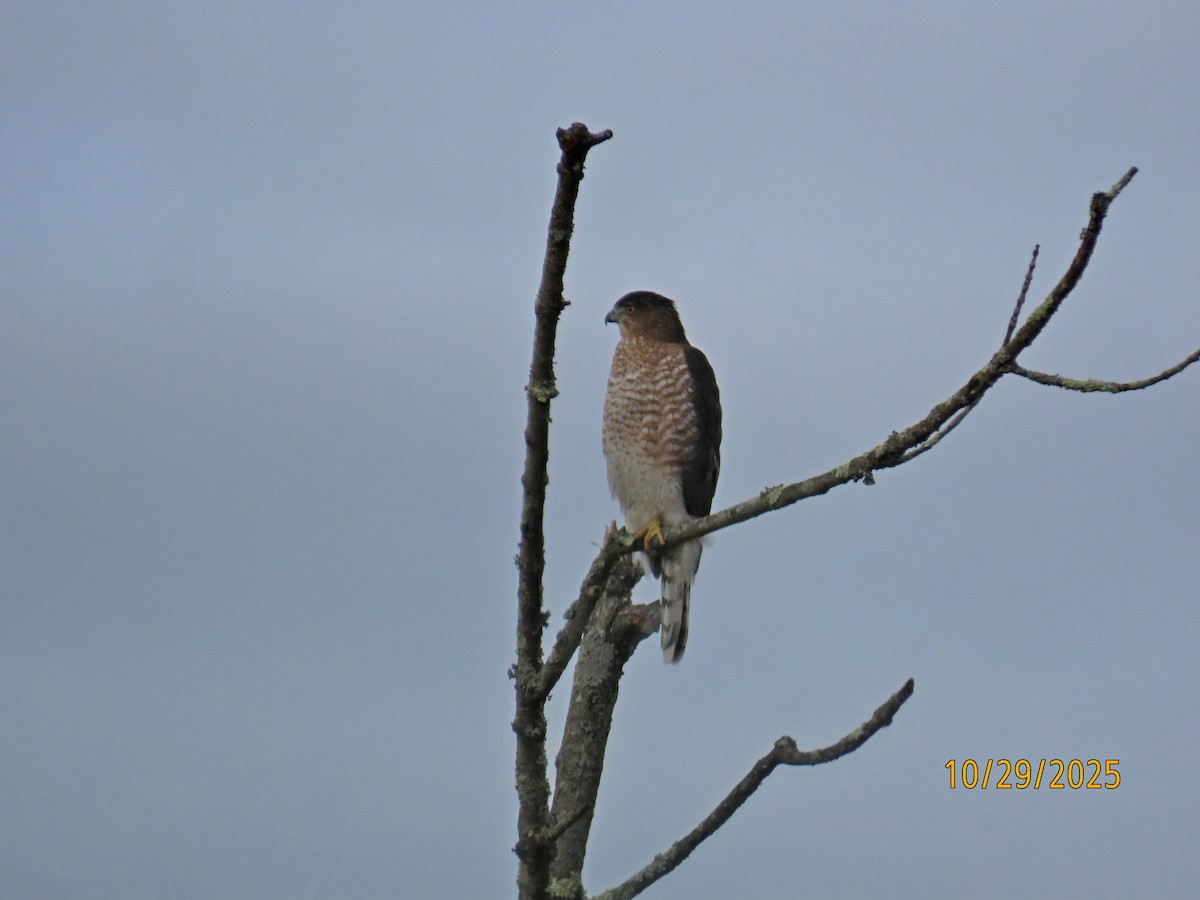 jestřáb americký - ML644314899