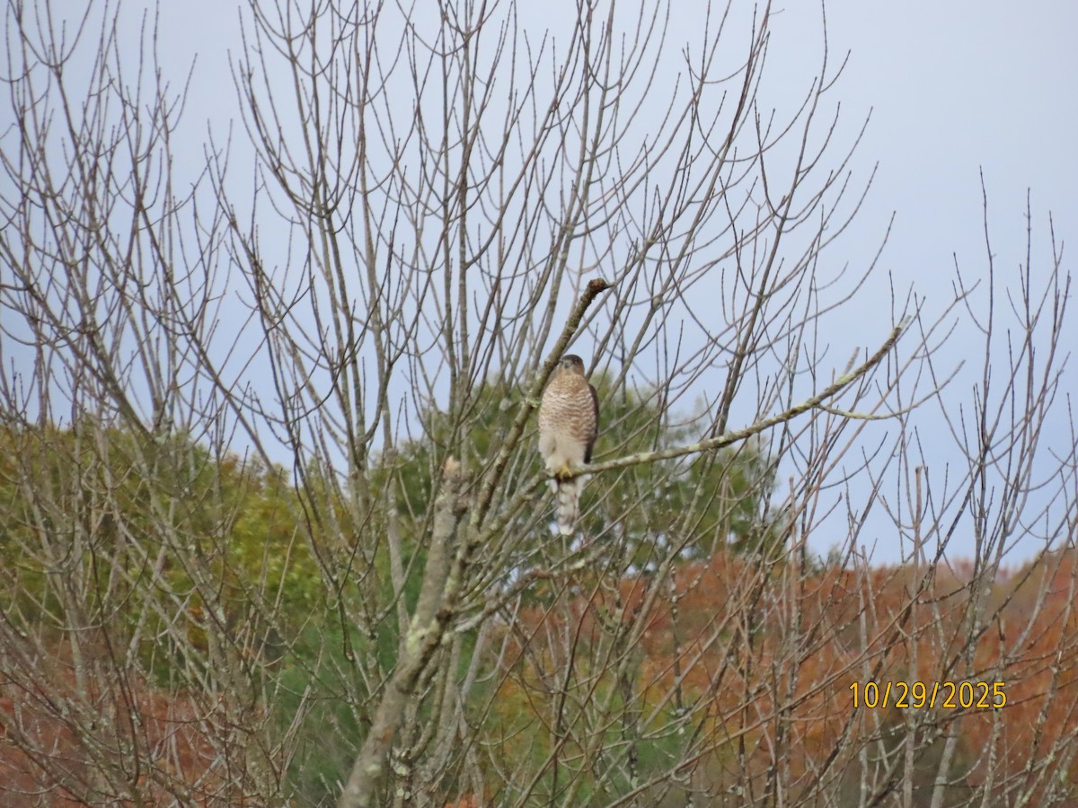 jestřáb americký - ML644314900