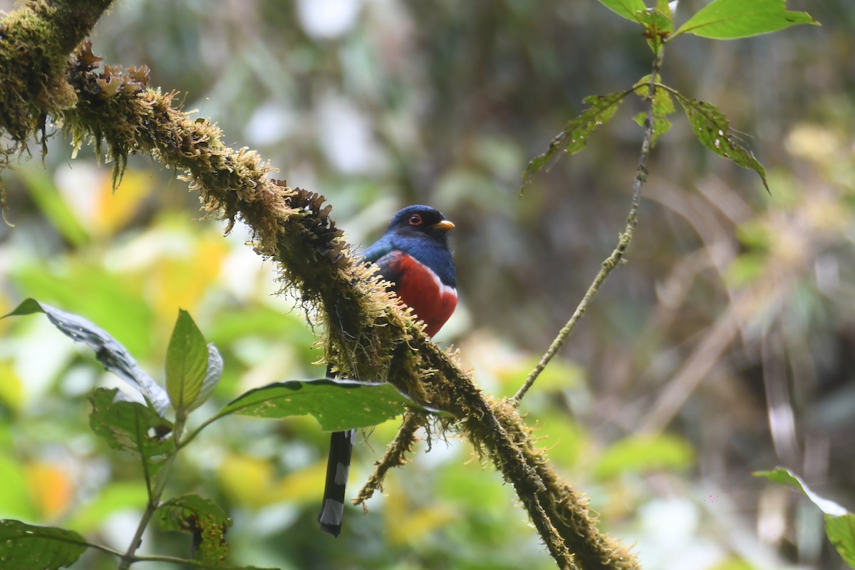 Trogon masqué - ML644314901