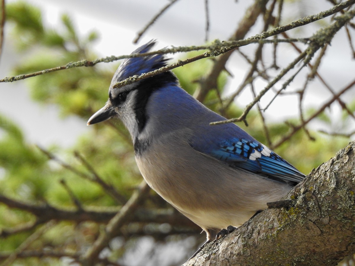 Blue Jay - ML644314902