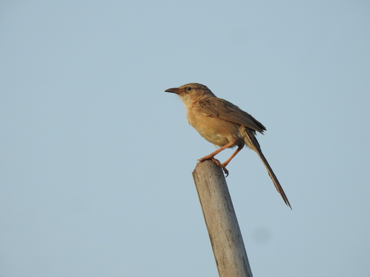 スジカブリヤブチメドリ - ML644314909