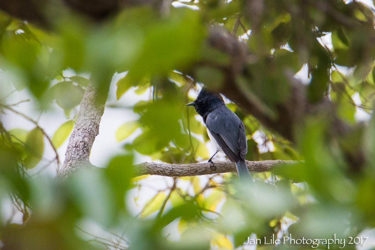 Leaden Flycatcher - ML64431491