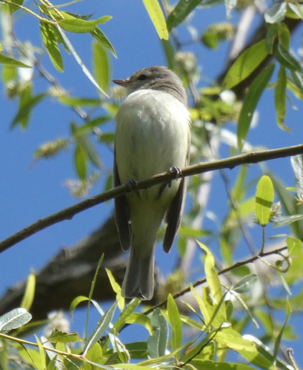 Eastern Warbling Vireo - ML644314910