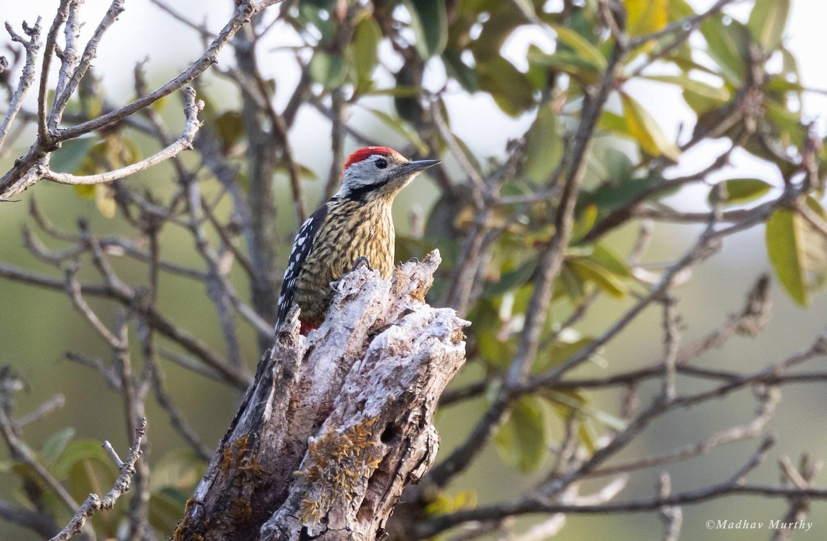 Stripe-breasted Woodpecker - ML644314911