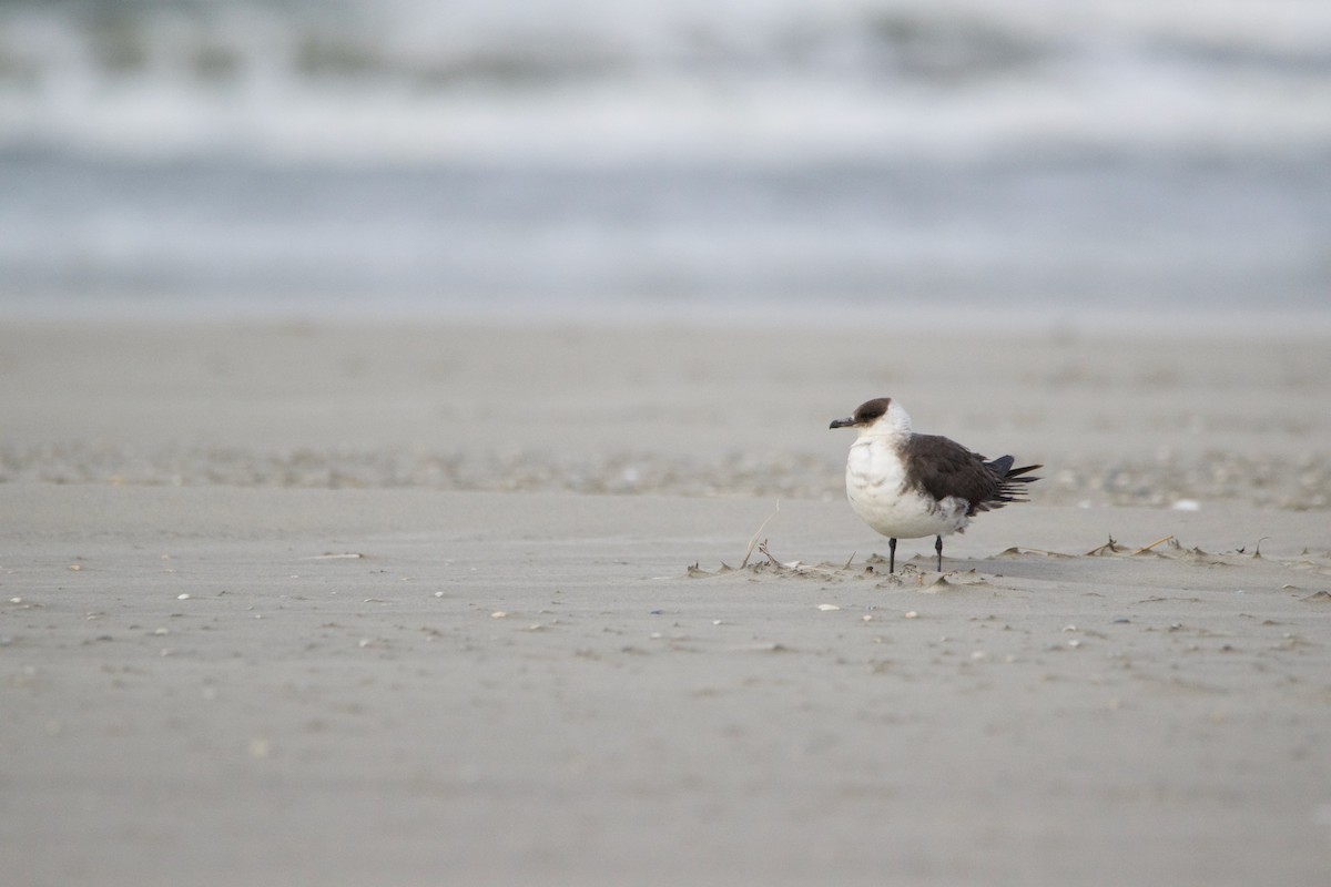 Parasitic Jaeger - ML644314927