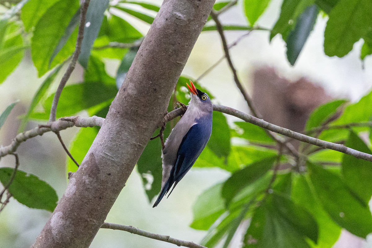 Velvet-fronted Nuthatch - ML644314933