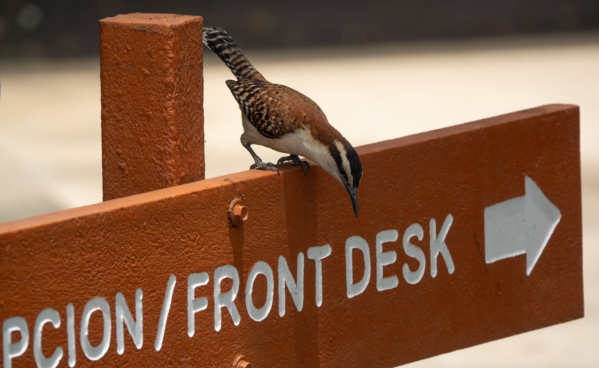 Rufous-backed Wren - ML644314937