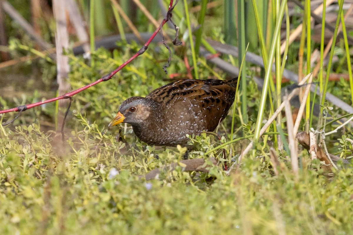 ברודית גדולה - ML644314939