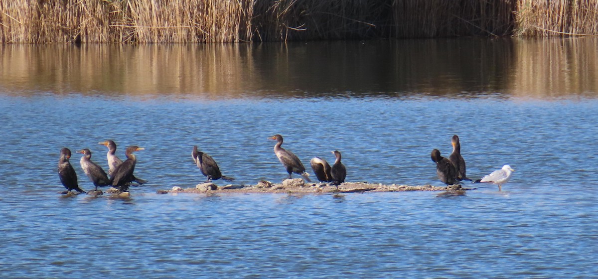 Double-crested Cormorant - ML644314941