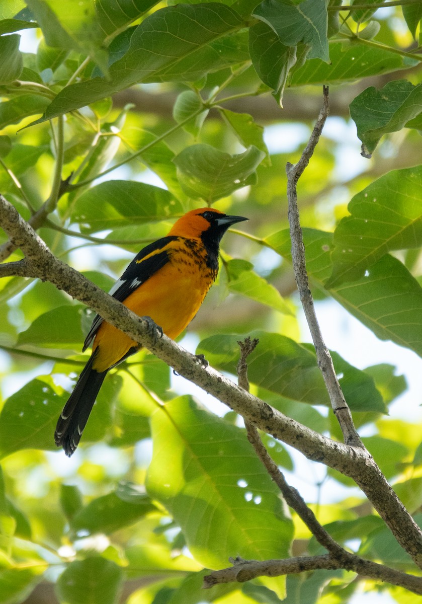 Spot-breasted Oriole - ML644314942