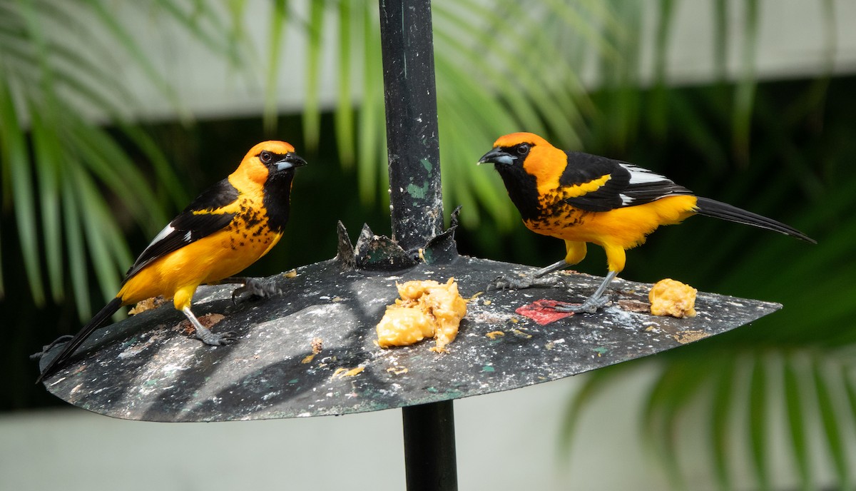 Spot-breasted Oriole - ML644314943
