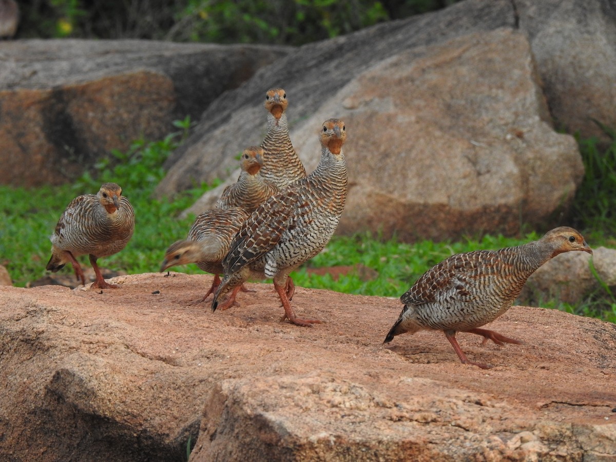 Турач сірий - ML644314956