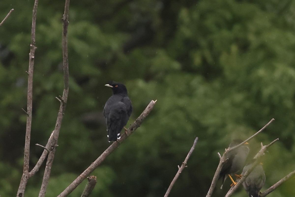 Crested Myna - ML644314970