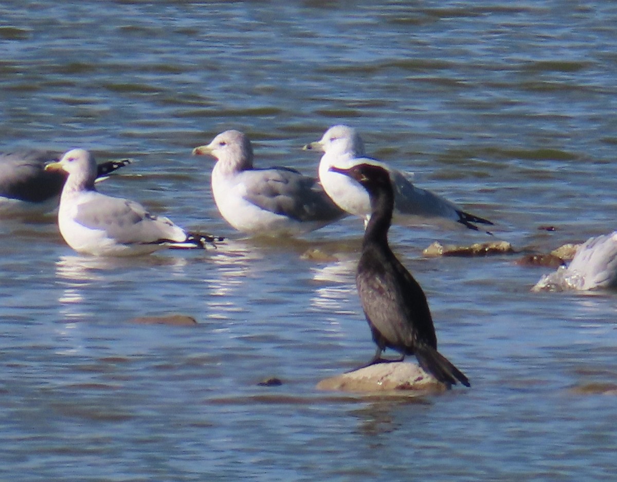 Neotropic Cormorant - ML644314974