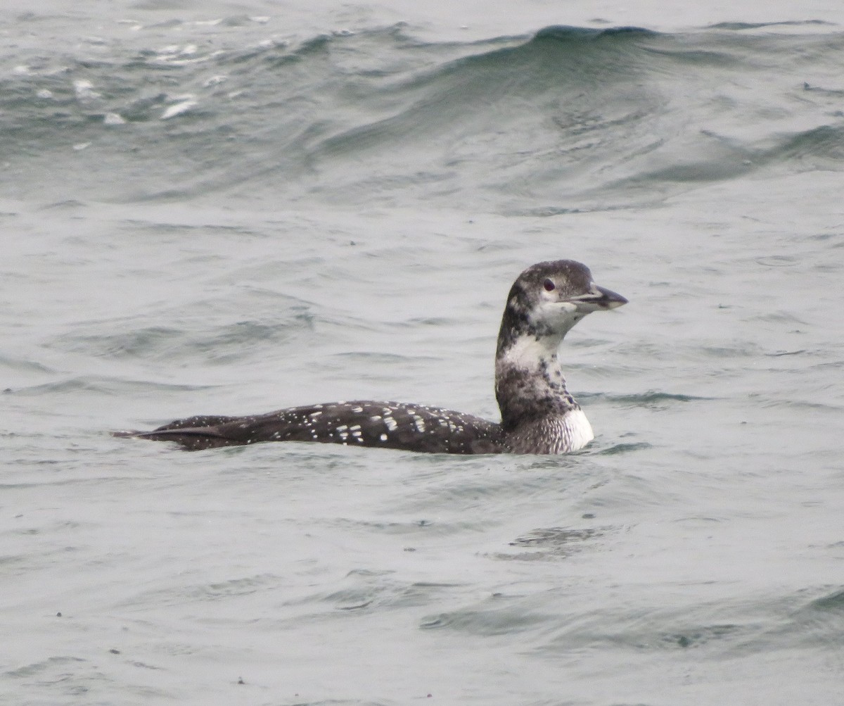 Common Loon - ML644314975