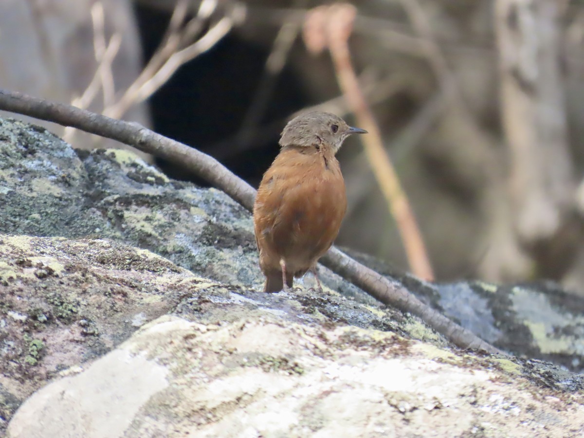 Rockwarbler - ML644314980
