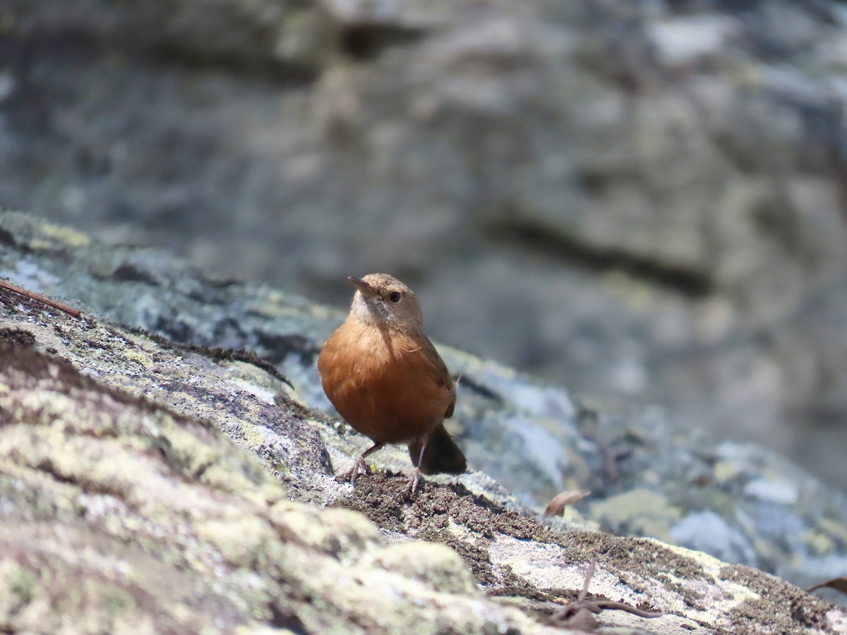 Rockwarbler - ML644314981