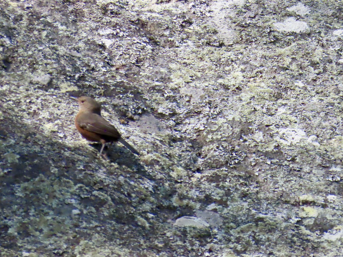 Rockwarbler - ML644314982