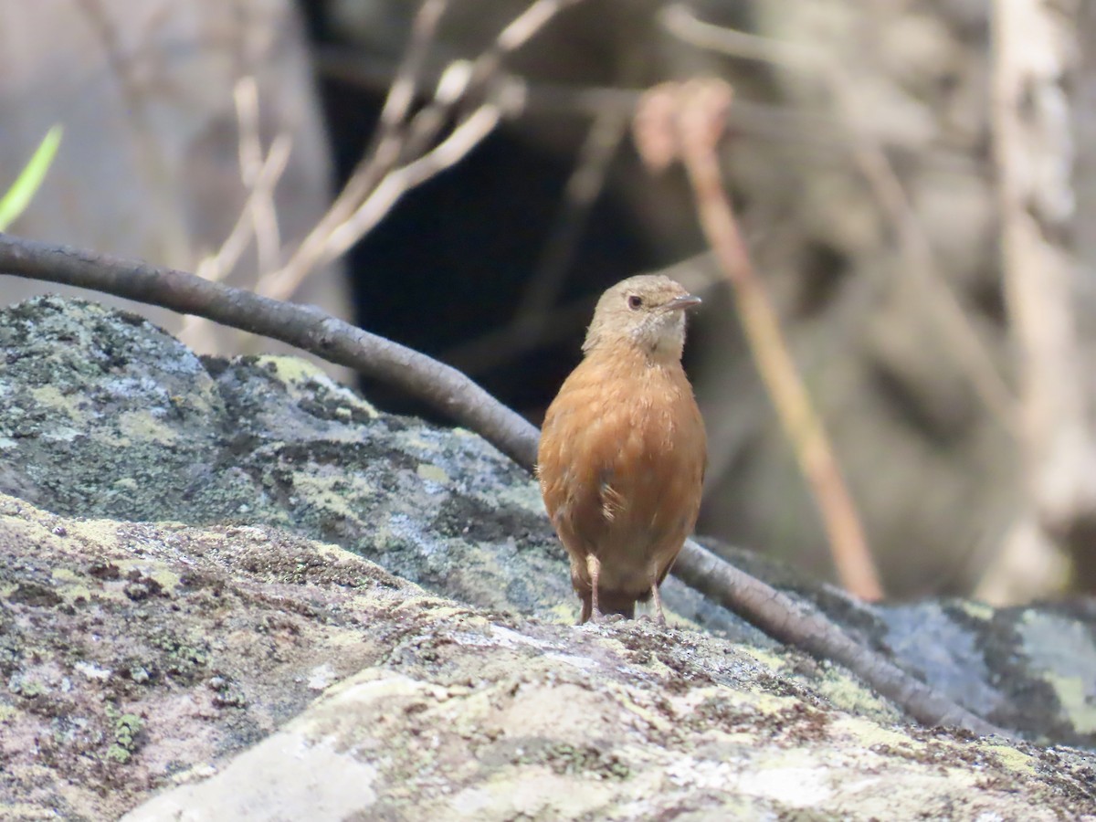 Rockwarbler - ML644314983