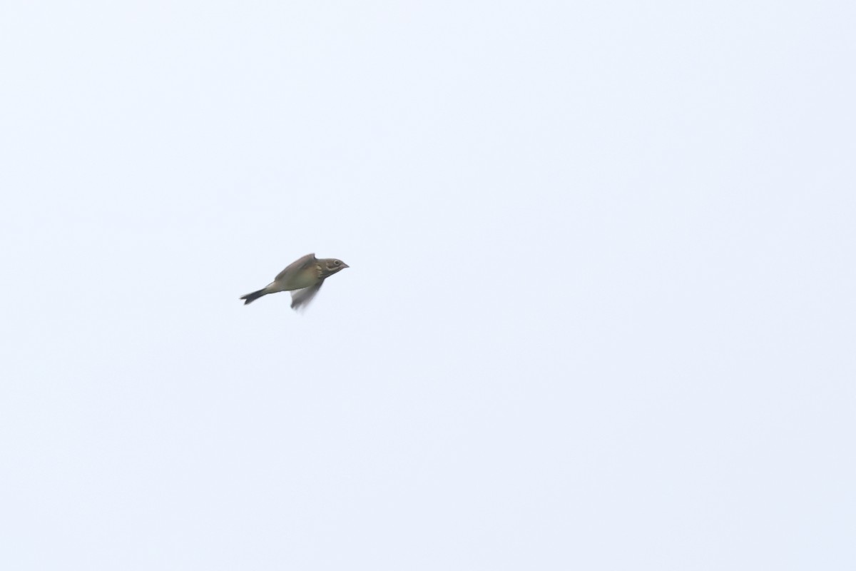 Шар нүдэн хөмрөг - ML644314984