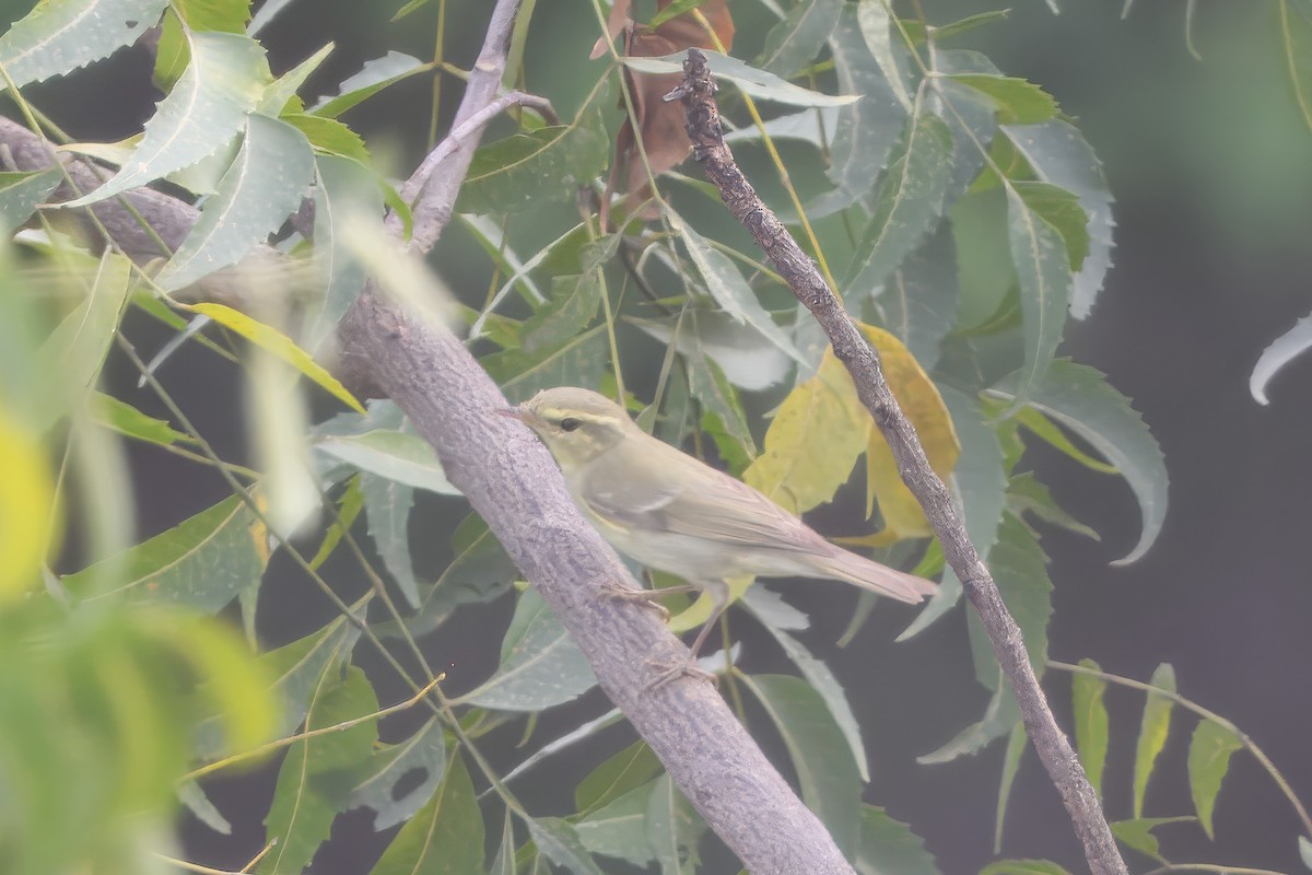 Вівчарик жовточеревий - ML644314992